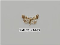 藏品(螟蛾290)的圖片